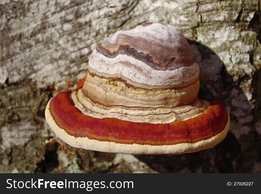 Fungus grows on beech in forest. Fungus grows on beech in forest