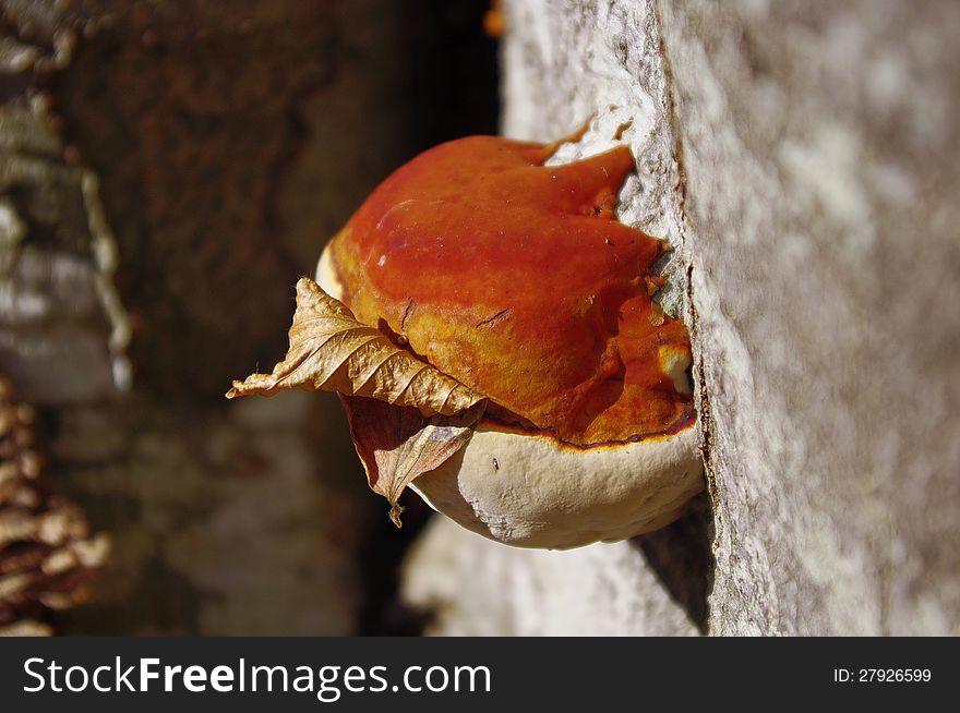 Fungus grows on beech in forest with hung dry leaf. Fungus grows on beech in forest with hung dry leaf