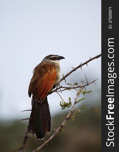 White-browed Coucal, Serengeti