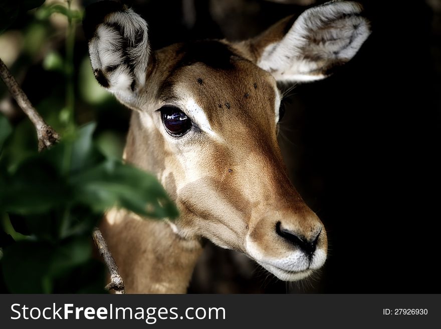 Impala Antelope Portrait