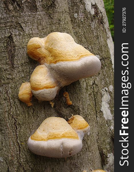 Fungus growing from tree in forest. Fungus growing from tree in forest