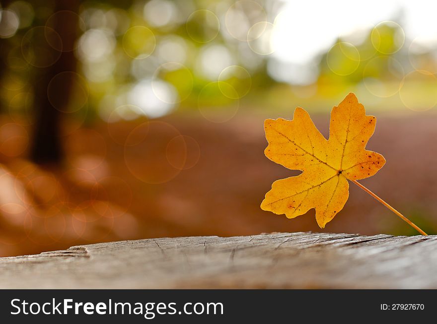 Lonely autumn leaves in the park. Lonely autumn leaves in the park