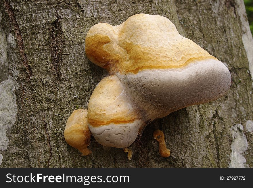 Fungus growing from tree in forest. Fungus growing from tree in forest