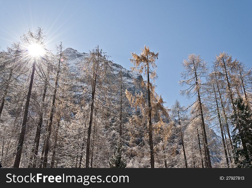 Snow-covered trees in the winter