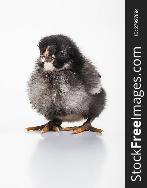 A small black, white and grey chick in the studio. A small black, white and grey chick in the studio.