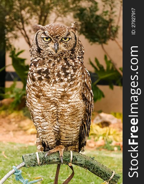 Different species of owls in a care taking sanctuary.