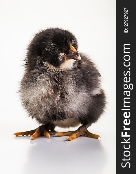 A small, black, white and grey chick in the studio.