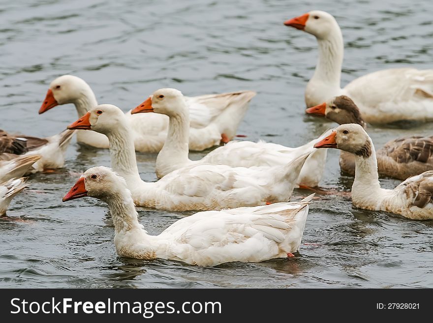 A whole lot of geese are swimming together on the pond. A whole lot of geese are swimming together on the pond.