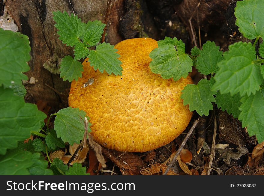 Mushrooms of the type Armillaria mellea ,Honey fungus