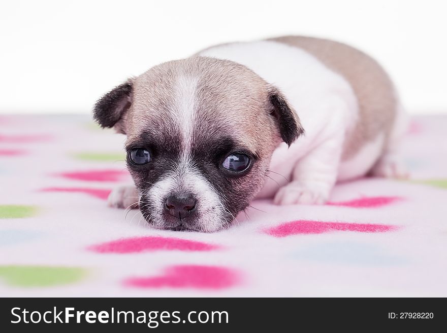 A cute chihuahua on a flower blanket. A cute chihuahua on a flower blanket.