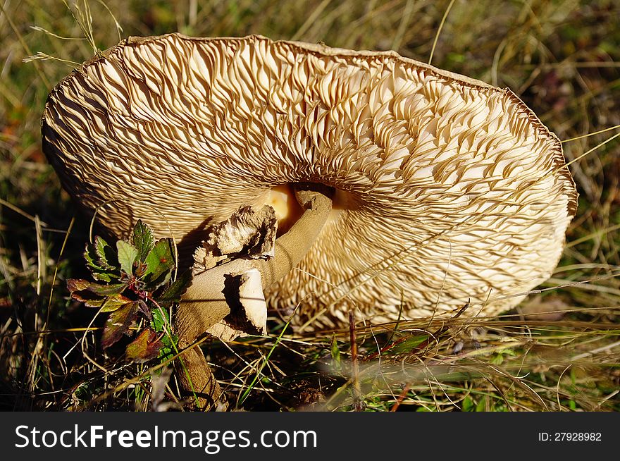 Parasol mushroom (Macrolepiota procera) in field