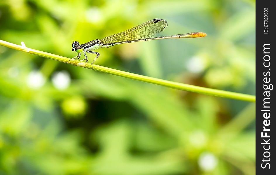 Close up green Dragonfly on green plant as texture and background