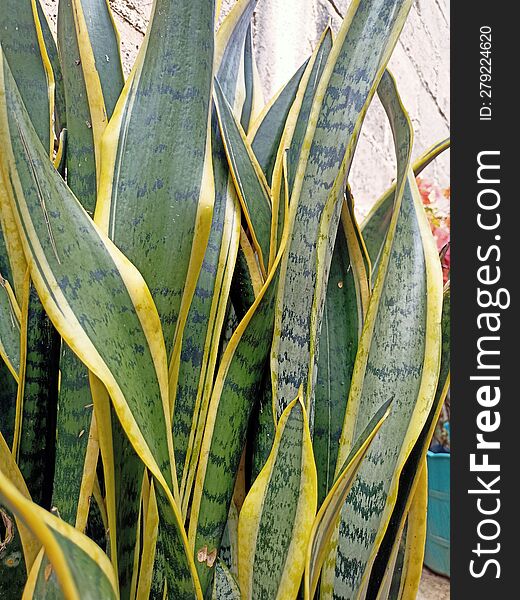snake plant that grows beautifully in pots