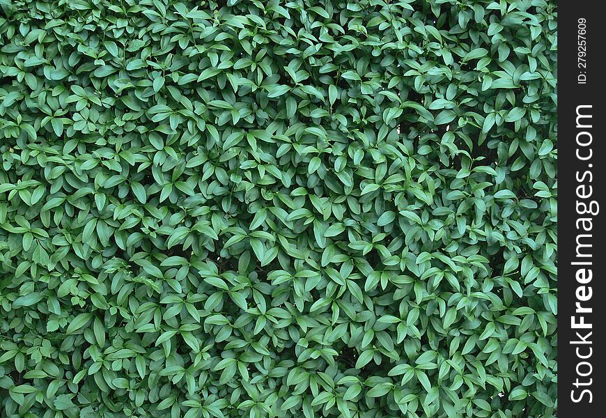 Close Up Of A Green Fence