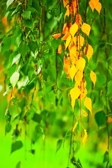 Yellowing Birch Leaves Royalty Free Stock Image Yellowing Birch Leaves Royalty Free Stock Image