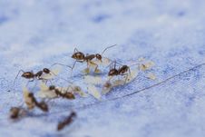 Black Ants And Larvae Stock Photos Black Ants And Larvae Stock Photos