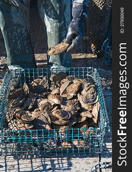 Basket of muddy oysters harvested from a tidal river on the coast of Maine. Basket of muddy oysters harvested from a tidal river on the coast of Maine