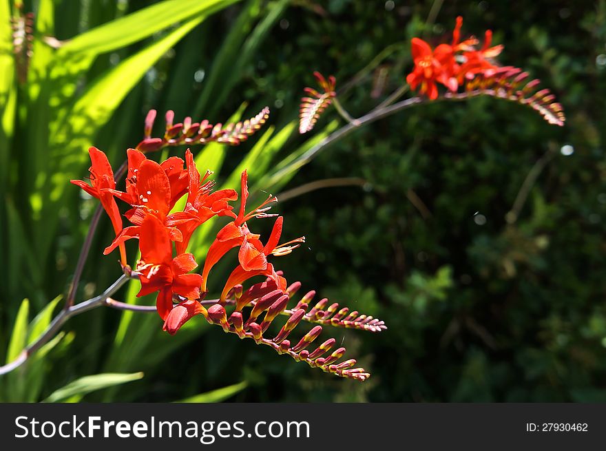 Close up view of Crocosmia Lucifer