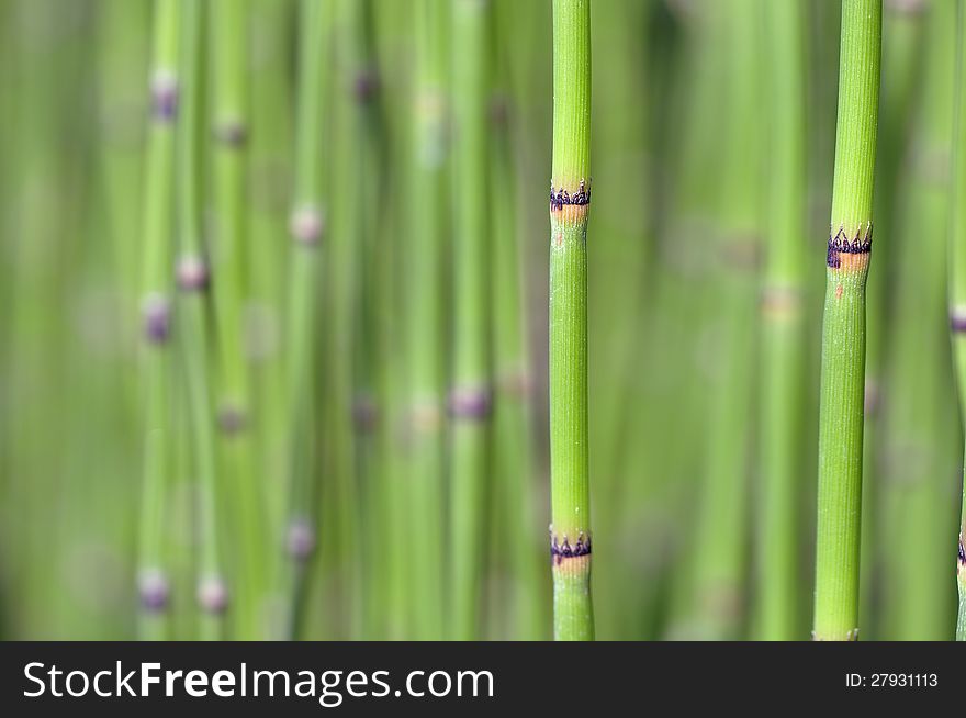 Horsetail abstract