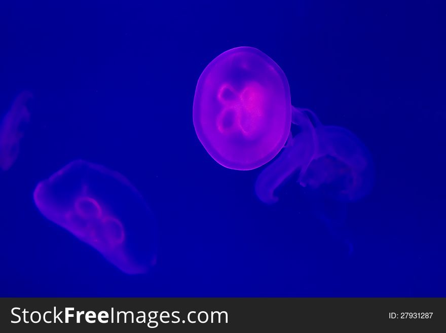 Fluorescent pink jellyfish in the medusoid stage with large floats and trailing tentacles swimming underwater in a blue ocean. Fluorescent pink jellyfish in the medusoid stage with large floats and trailing tentacles swimming underwater in a blue ocean