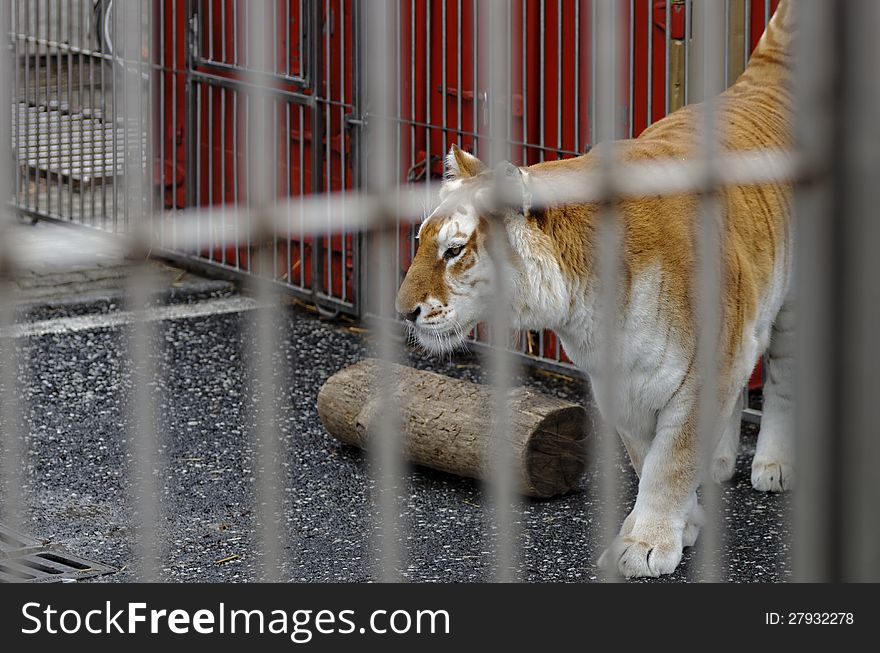 Tiger in the cage of a zoo