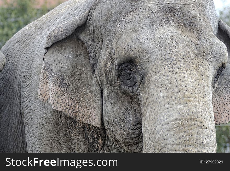 Detail of elephant in a zoo