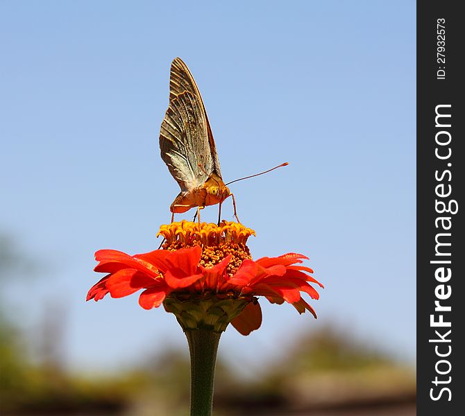 Butterfly sucking nectar on flower zinnia