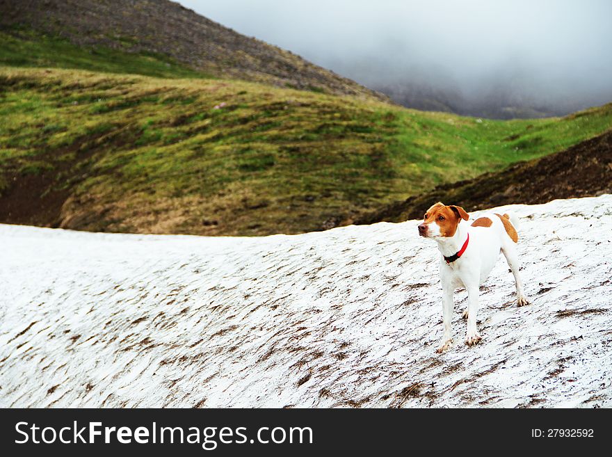 Dog standing on the snow in the mountains jack russel terrier. Dog standing on the snow in the mountains jack russel terrier