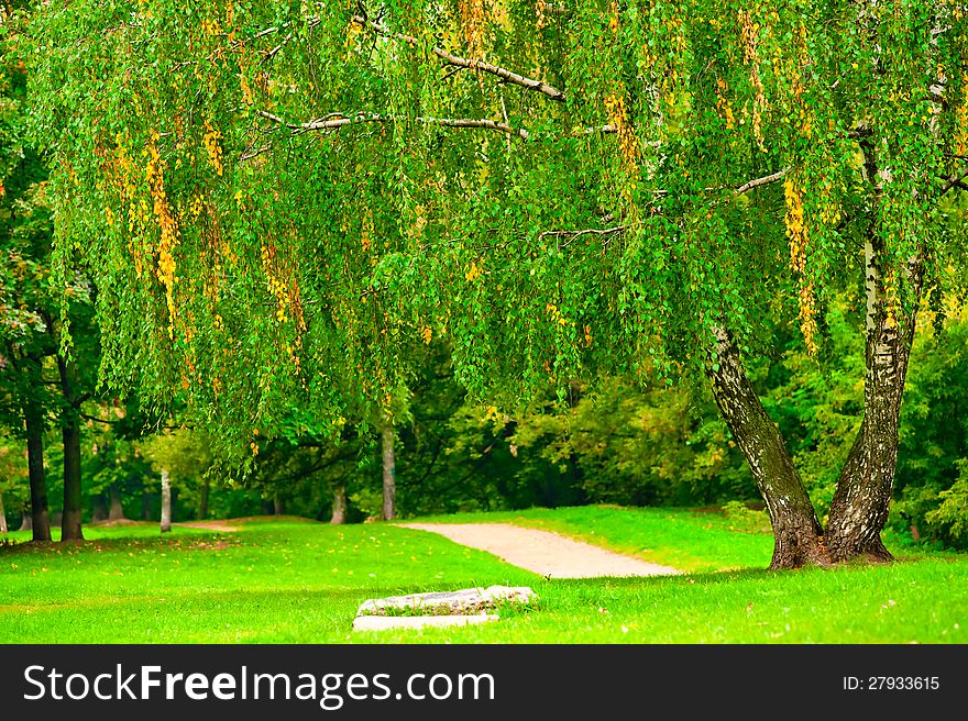 Birch Tree On The Lawn In The Park