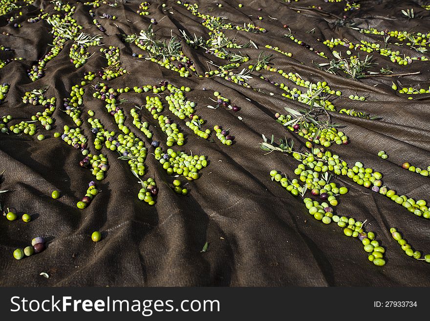 Harvested Olives