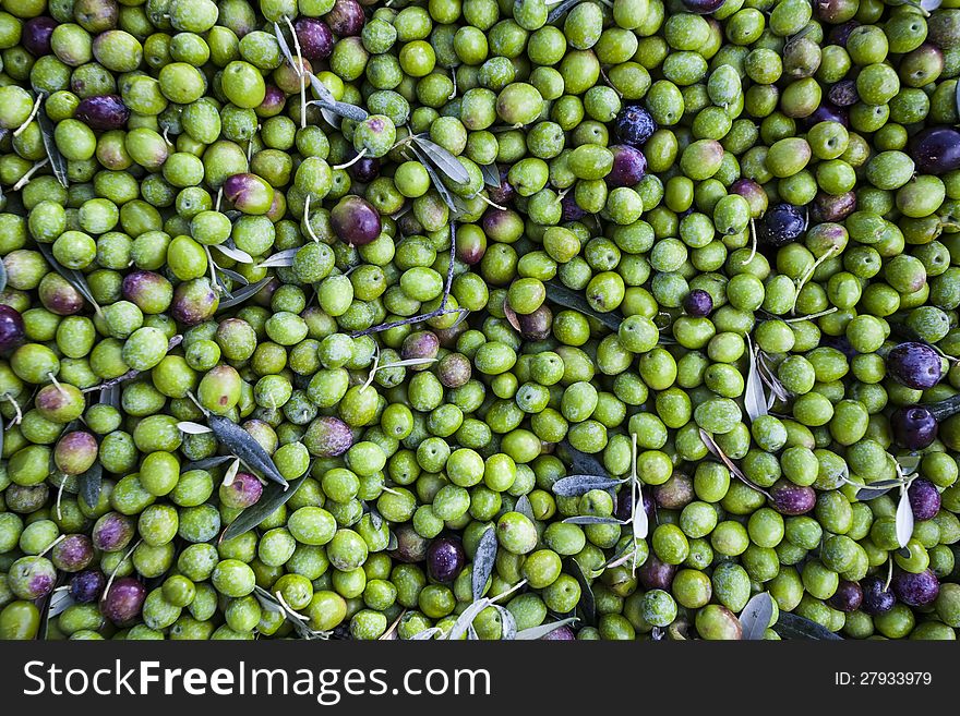 Harvested olives