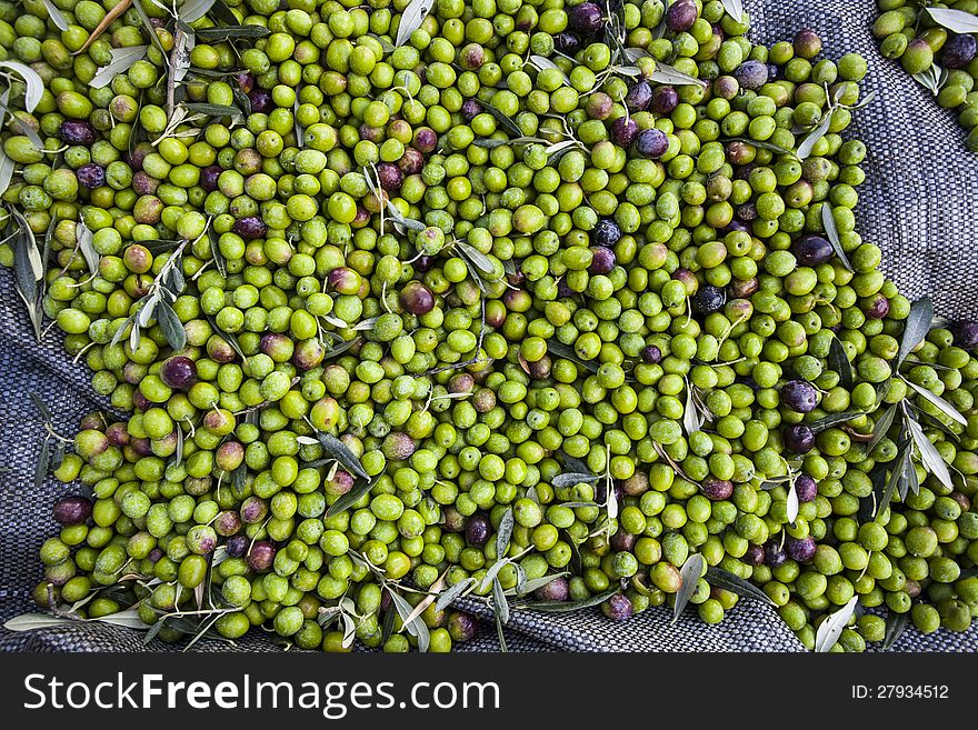 Harvested Olives