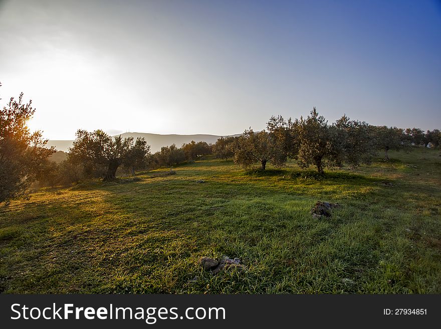 Olive trees in a field in Greece