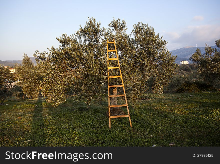 Olives harvesting in a field in Greece