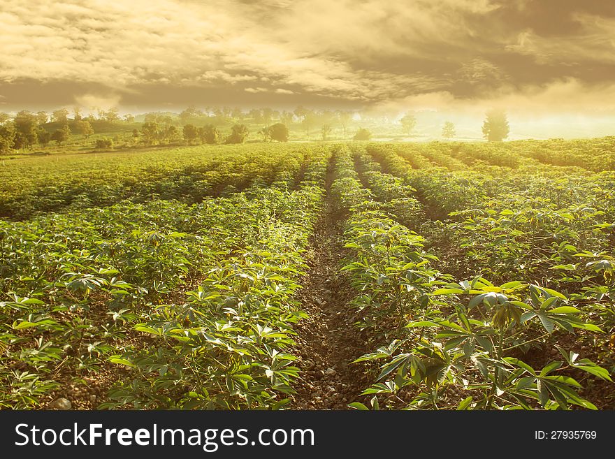 Cassava Field With Cloud Fog Over Mountain in The Morning Sky in North of Thailand. Cassava Field With Cloud Fog Over Mountain in The Morning Sky in North of Thailand