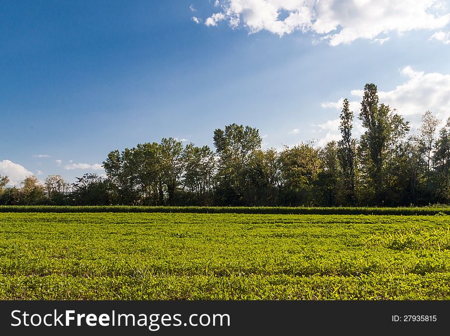 Trees and lawn on a bright summer day