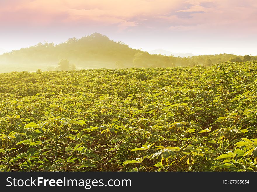 Cassava Field in The Morning Sky in North of Thailand. Cassava Field in The Morning Sky in North of Thailand