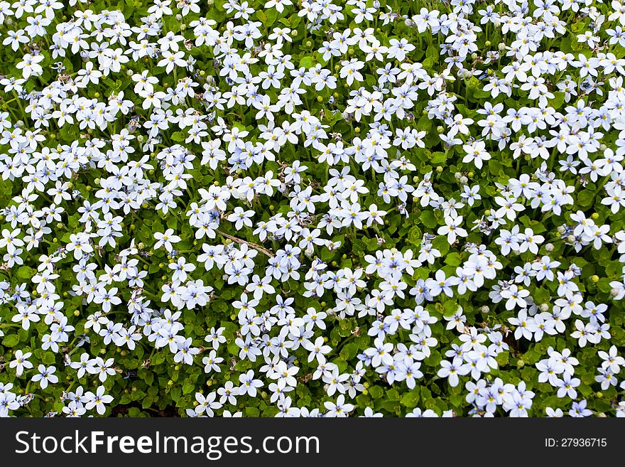 An abstract of white clover flowers and green leaves creates an interesting abstract horizontal image. An abstract of white clover flowers and green leaves creates an interesting abstract horizontal image.