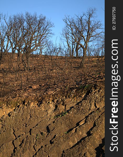 Dead trees, four months after a forest fire. a few weeds are finally beginning to grow