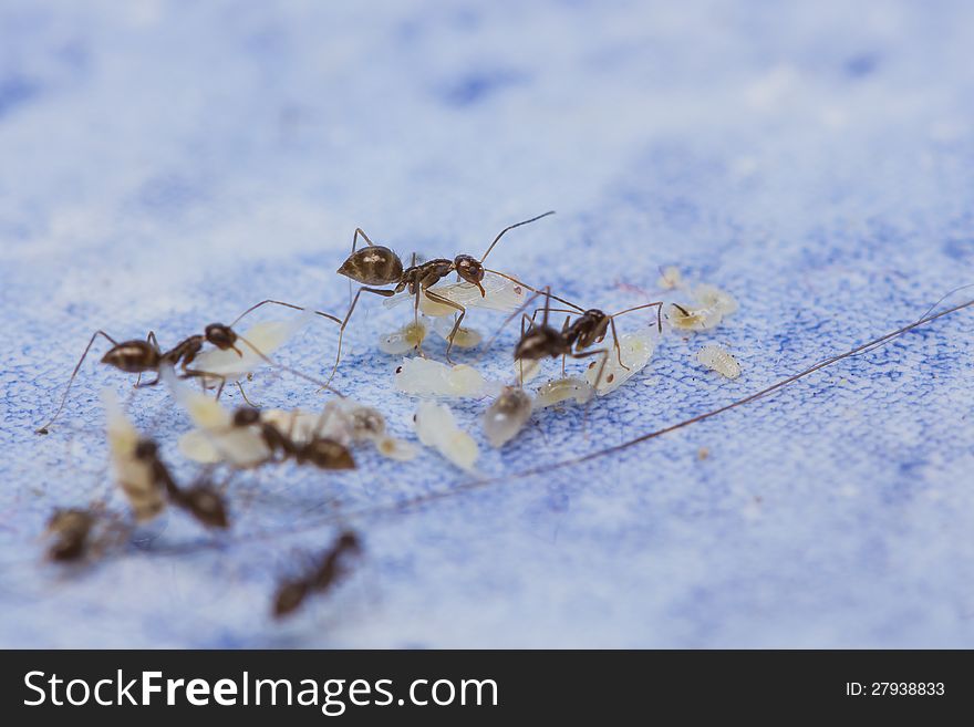 Close up of black ants protecting larvae and eggs. Close up of black ants protecting larvae and eggs