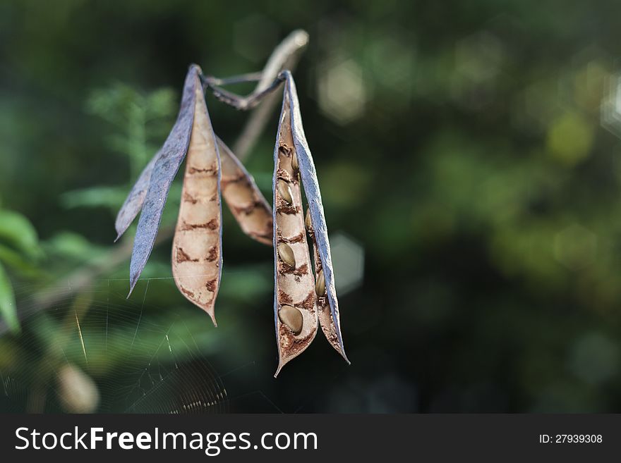 Pod And Seed