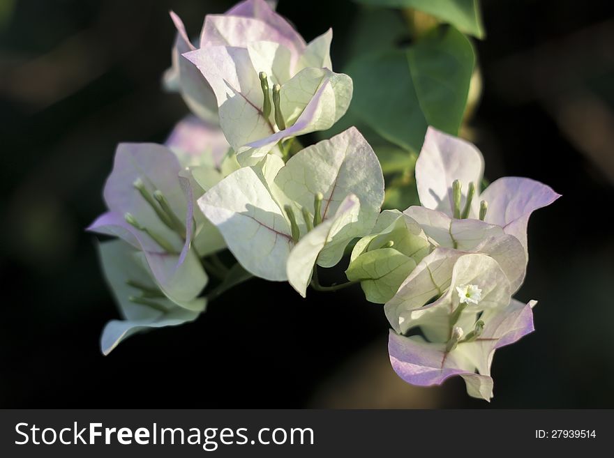 The Paper flowe or Bougainvillea be among the sun light. The Paper flowe or Bougainvillea be among the sun light