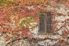 Virginia Creeper In Autumn Stock Images Virginia Creeper In Autumn Stock Images