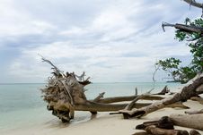 Dead Trees And Dry On Beach Royalty Free Stock Photography