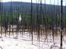 Death Trees In The Cisterin Spring, Yellowstone NP Stock Image Death Trees In The Cisterin Spring, Yellowstone NP Stock Image