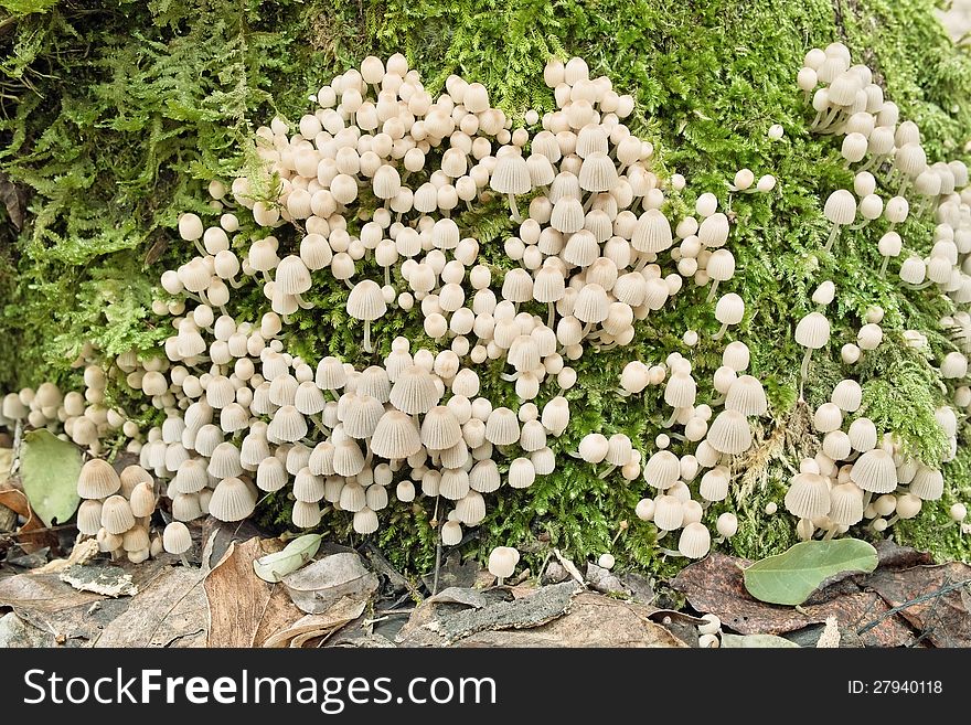 Many specimens of mushrooms Mycena hyemalis, mycenaceae. Many specimens of mushrooms Mycena hyemalis, mycenaceae