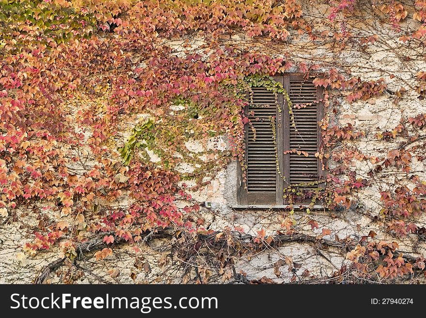 Autumn colors of the ivy which covers an old wall, parthenocissus tricuspidata. Autumn colors of the ivy which covers an old wall, parthenocissus tricuspidata