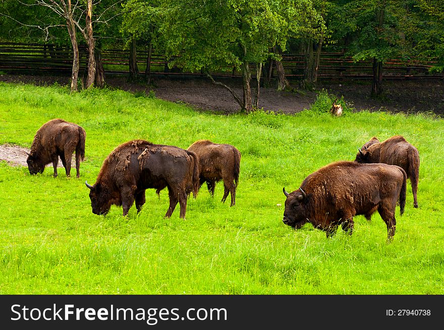 European bisons in a natural reservation in Romania