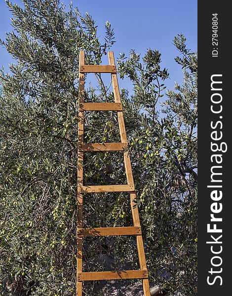 Olives harvesting in a field in Greece