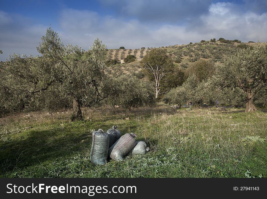 Olives harvesting in a field in Greece